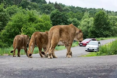 ZOO Dvůr Králové