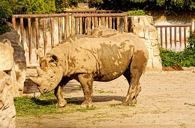 ZOO Dvůr Králové